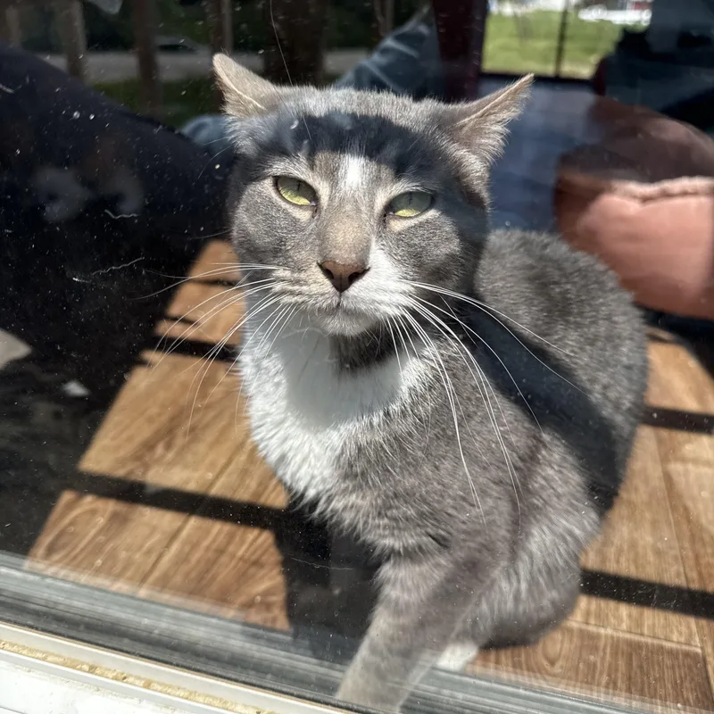 An adult medium-sized male Domestic Short Hair cat named Tanner for adoption in Brighton, IL