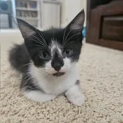 An adult medium-sized female Black & White / Tuxedo Tuxedo cat named Juliet for adoption in Waxhaw, NC