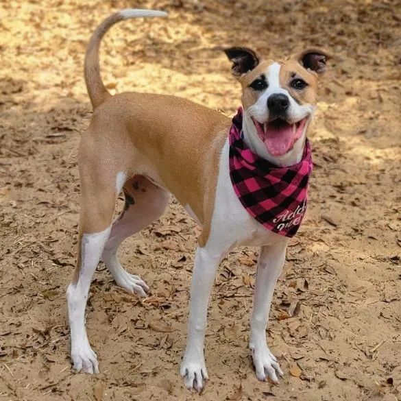 An adult medium-sized female Yellow / Tan / Blond / Fawn Mixed Breed dog named Fiona for adoption in Port Charlotte, FL