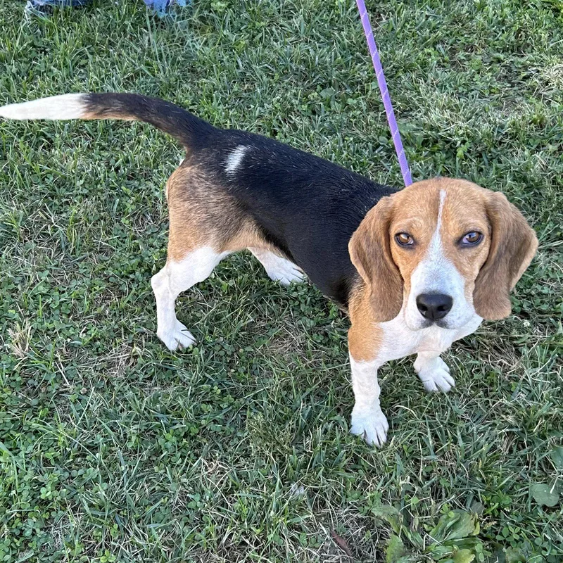 A young small-sized female Beagle dog named Dixie for adoption in Norwood, OH