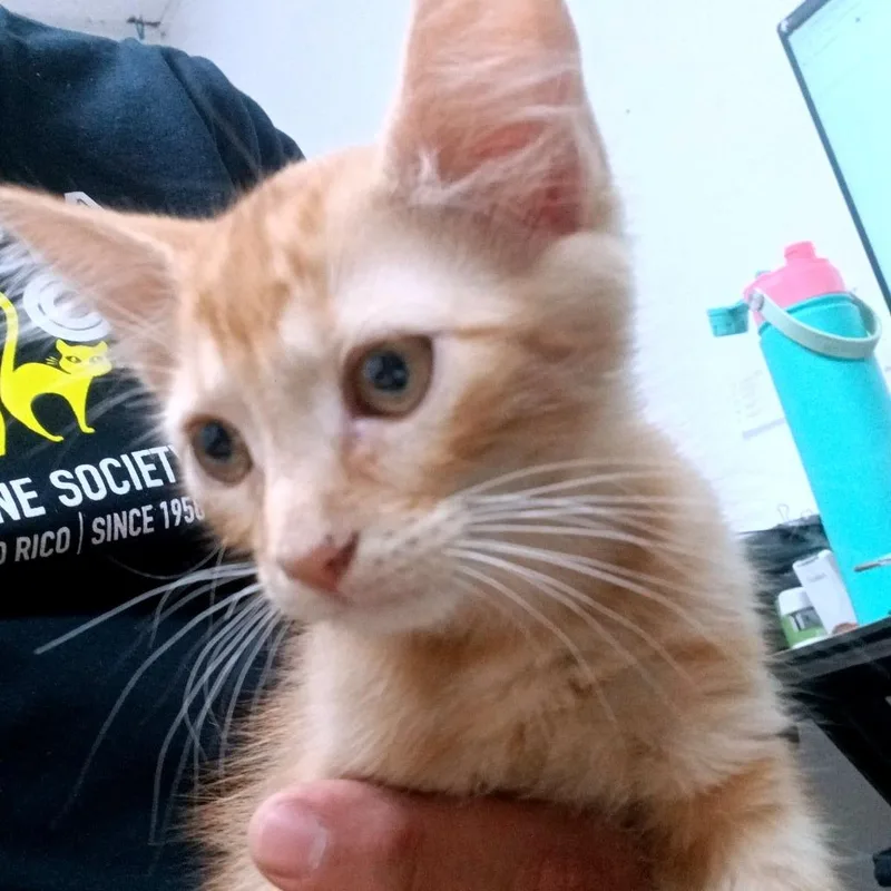 A baby small-sized female Buff / Tan / Fawn Domestic Short Hair cat named Mima for adoption in Guaynabo, PR