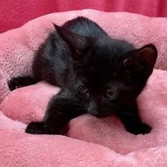 A baby medium-sized male Black Domestic Short Hair cat named Rigatoni for adoption in Green Valley, AZ