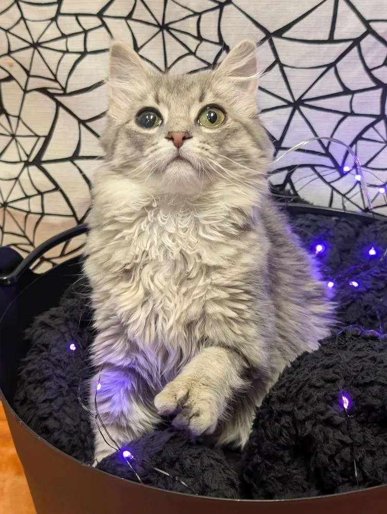 A baby small-sized female Domestic Long Hair cat named Enik for adoption in Greensboro, NC