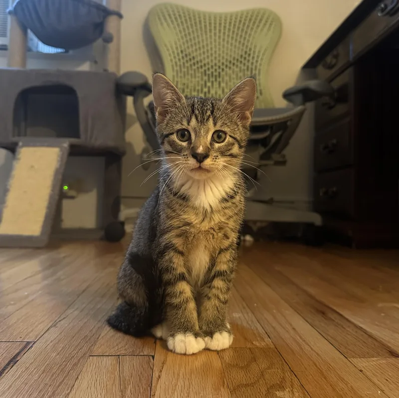 A baby medium-sized male Tabby (Brown / Chocolate) Domestic Short Hair cat named Cinco for adoption in Albany, NY