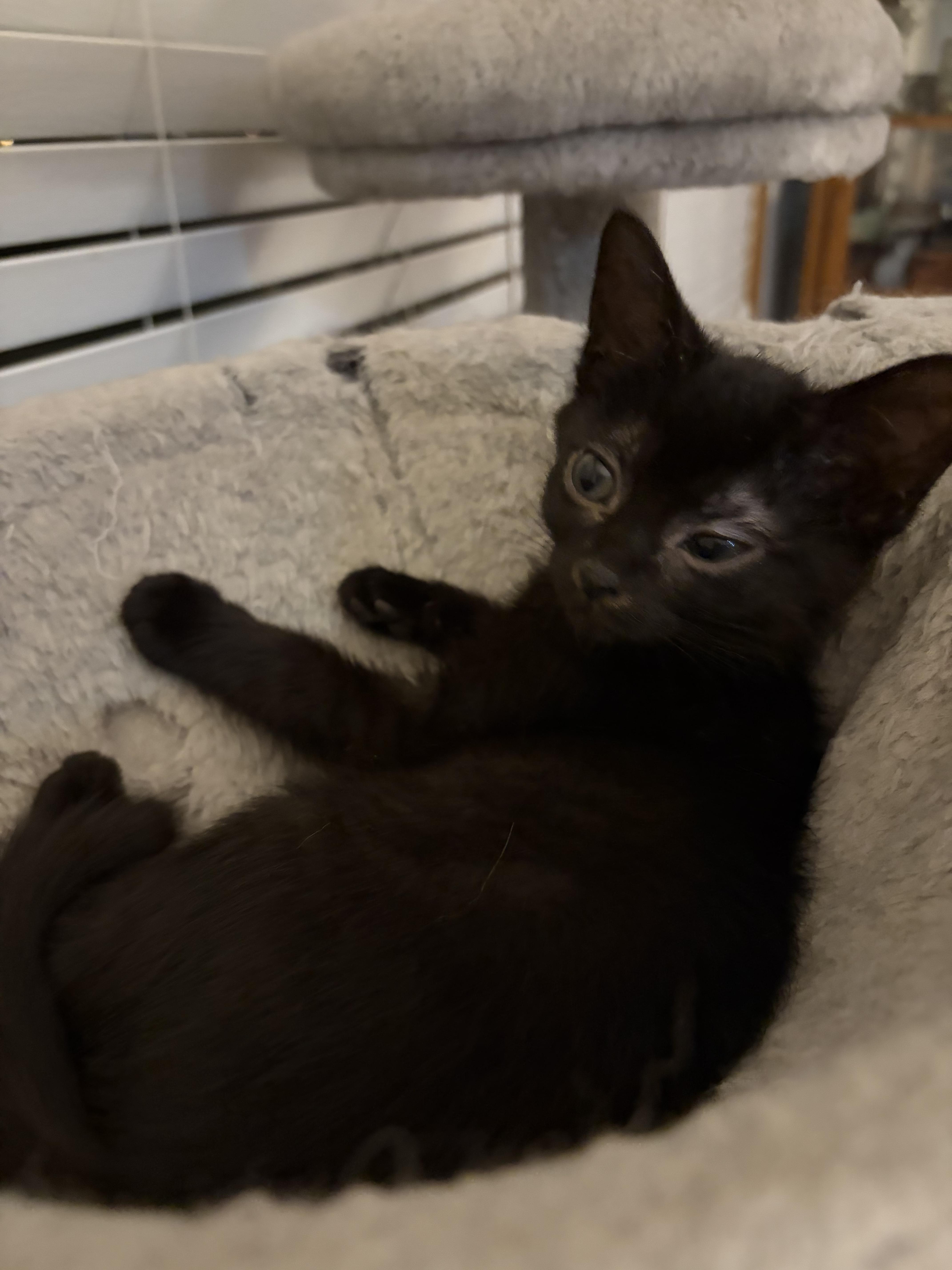 A young medium-sized female Black Domestic Short Hair cat named Coco for adoption in Wheeling, IL