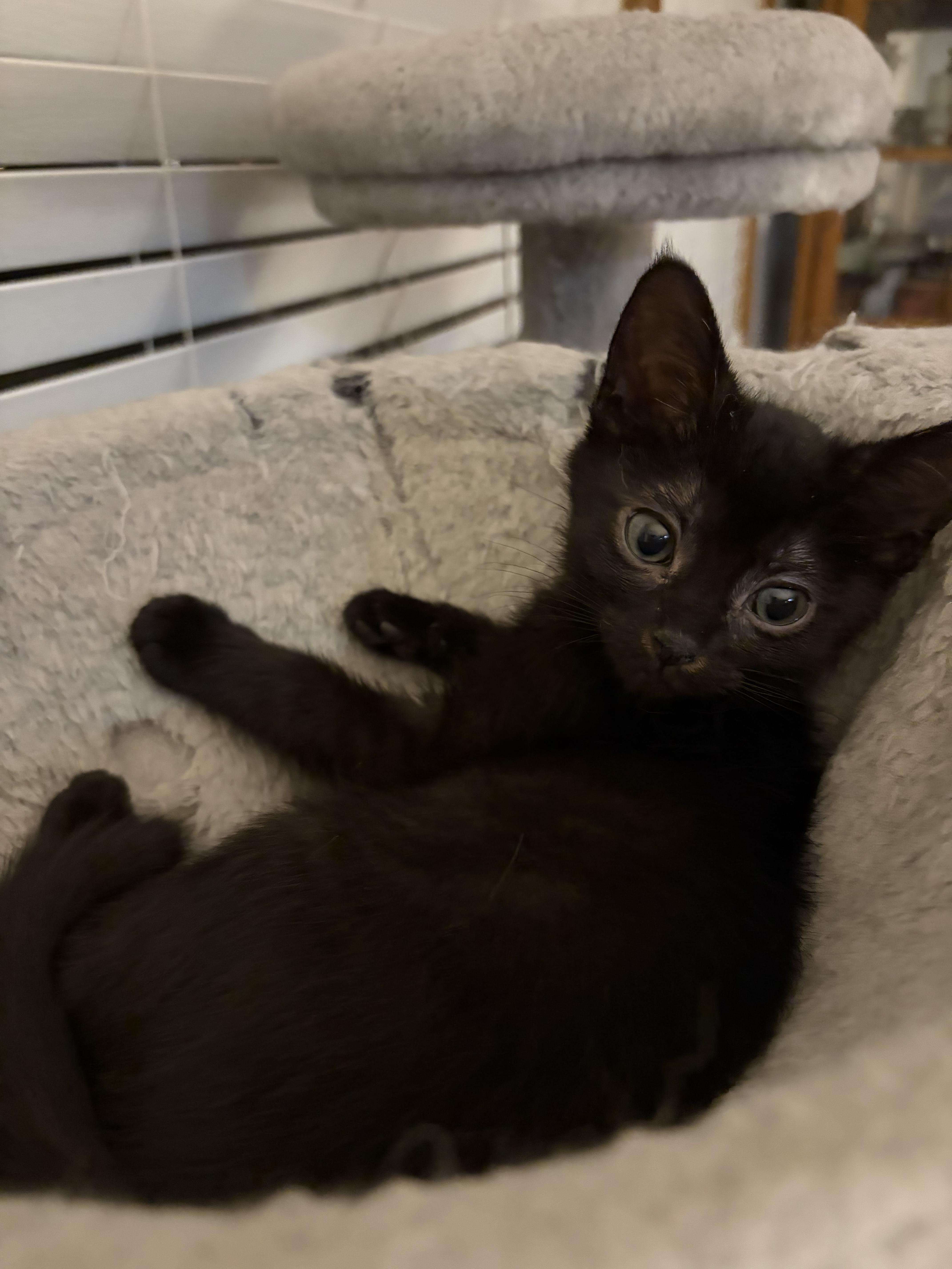 Coco thumbnail 2