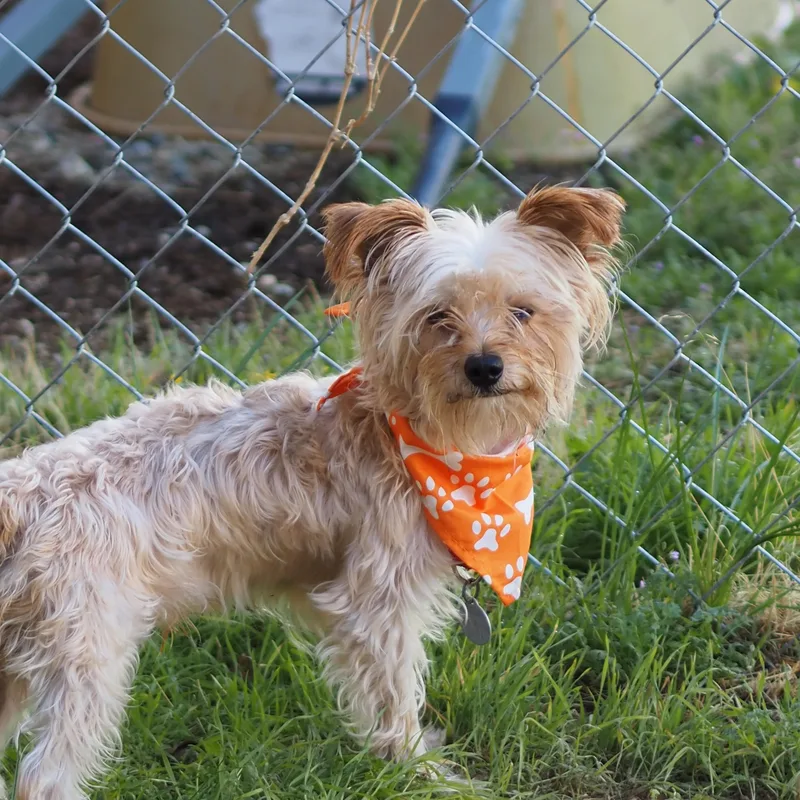 An adult small-sized male Yorkshire Terrier dog named Rabbit for adoption in Buena Vista, CO