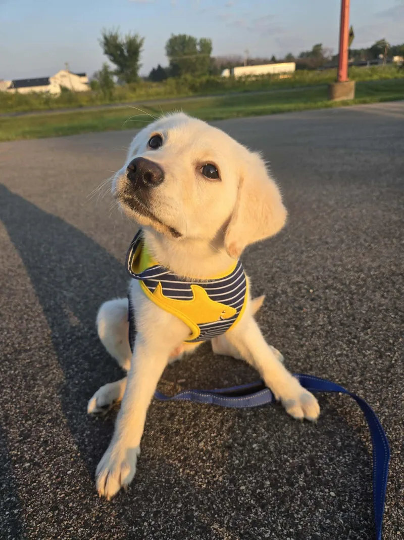 A baby medium-sized female Labrador Retriever dog named Sky for adoption in Blaine, MN