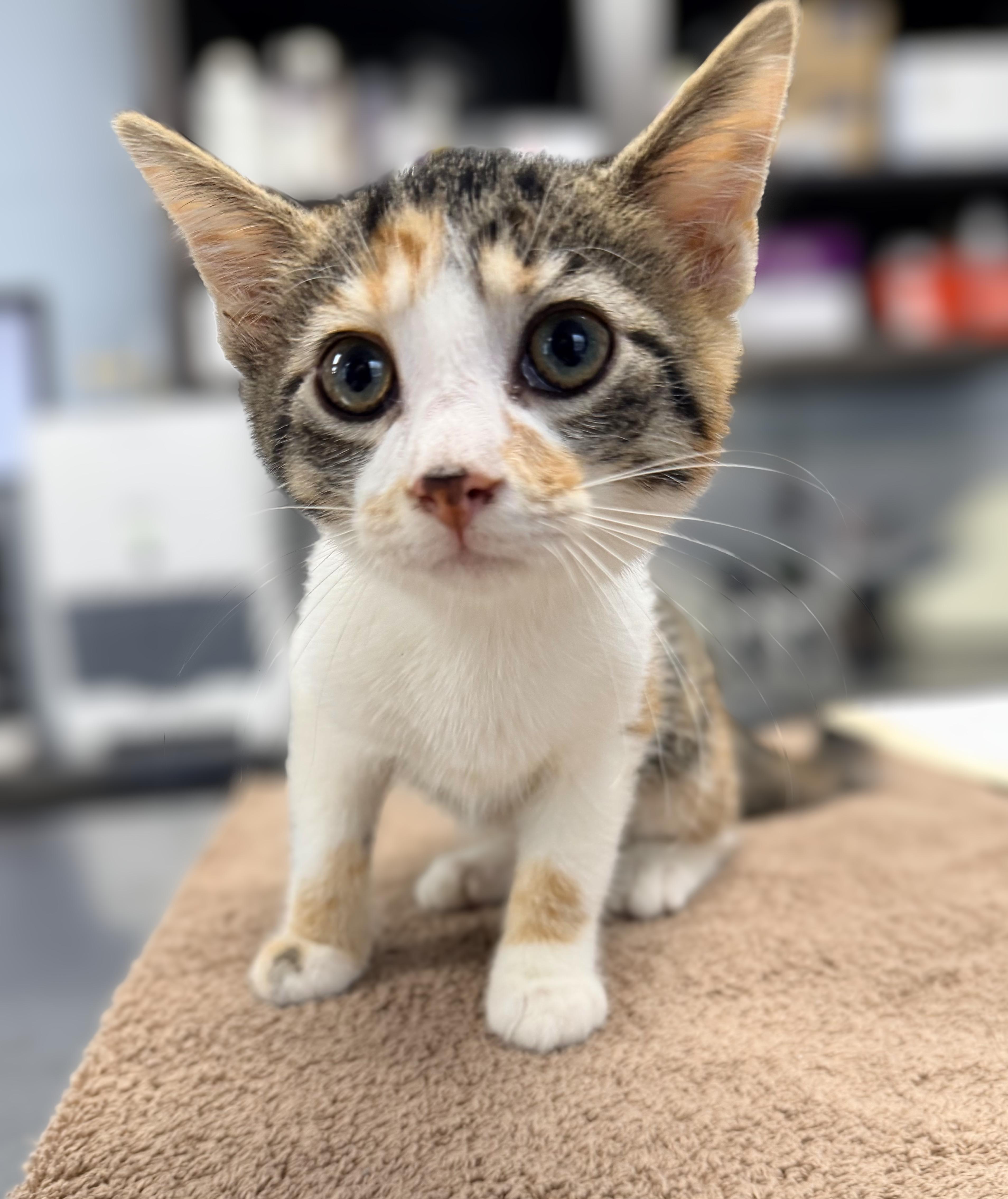 A baby medium-sized female Tabby (Brown / Chocolate) Domestic Short Hair cat named Christian Mingle for adoption in Seville, OH