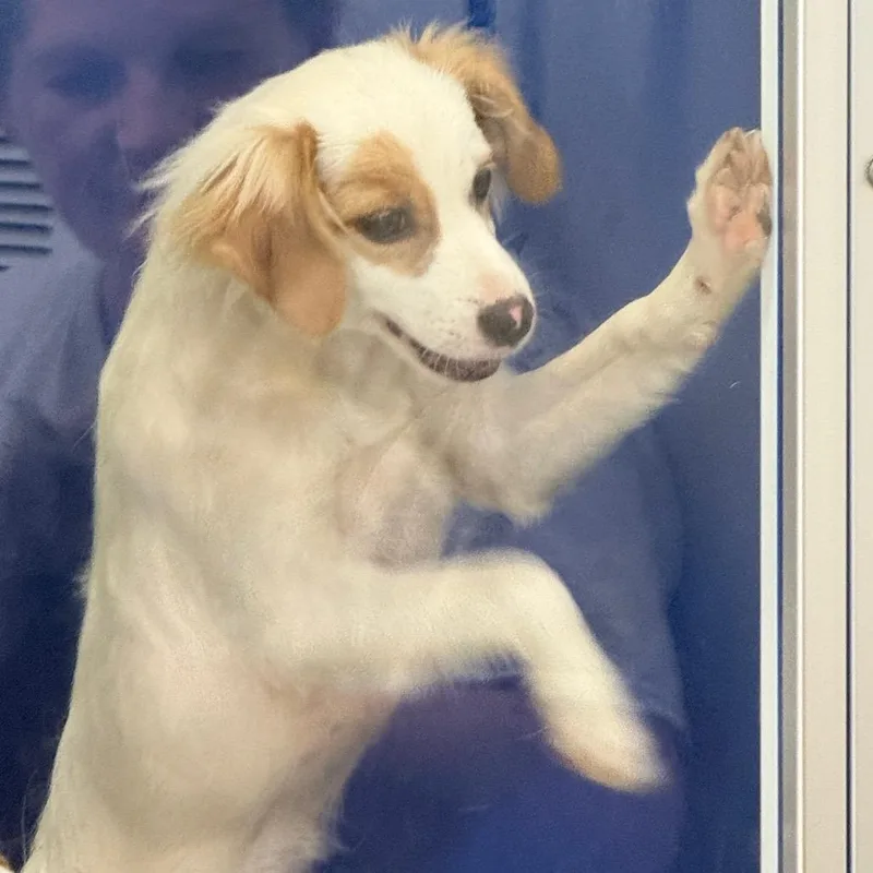 A baby small-sized female White / Cream Brittany Spaniel dog named Chiara for adoption in Newport, TN