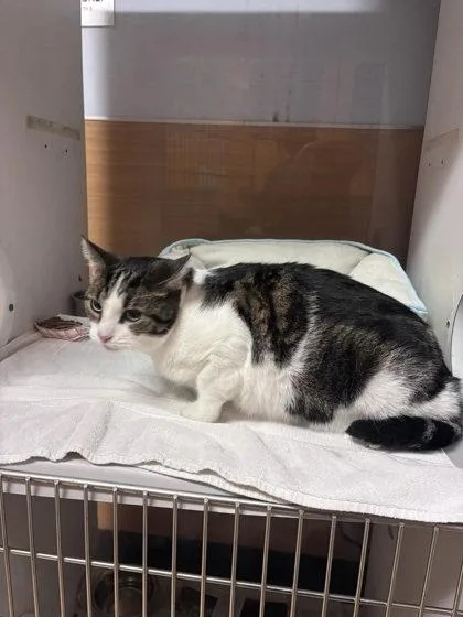 An adult large-sized male Domestic Short Hair cat named Juan for adoption in Chamblee, GA