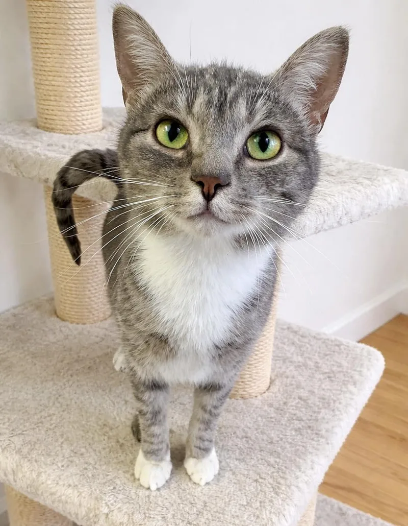 An adult medium-sized female Gray & White Domestic Short Hair cat named Millie for adoption in Webster, NY