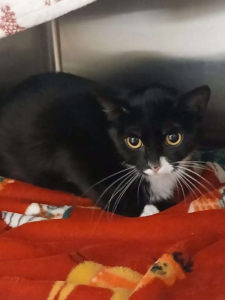 An adult small-sized female Domestic Short Hair cat named Lucy for adoption in Grand Forks, ND
