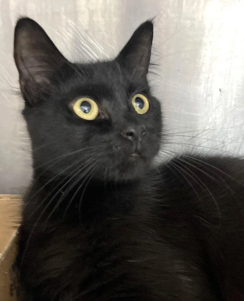 A young medium-sized male Black Domestic Medium Hair cat named Lonnie for adoption in Carrollton, GA