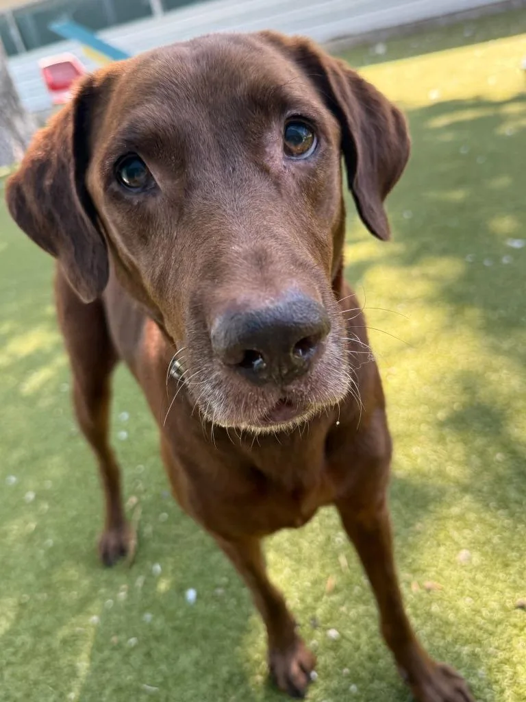 An adult large-sized female Labrador Retriever dog named Freya for adoption in Austin, TX