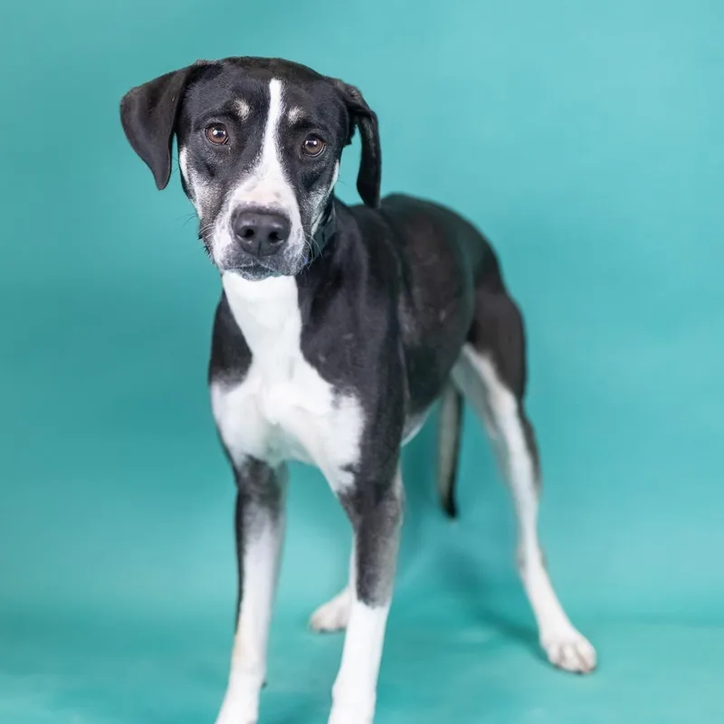 An adult medium-sized female Black Mixed Breed dog named Kenzie for adoption in Portland, OR