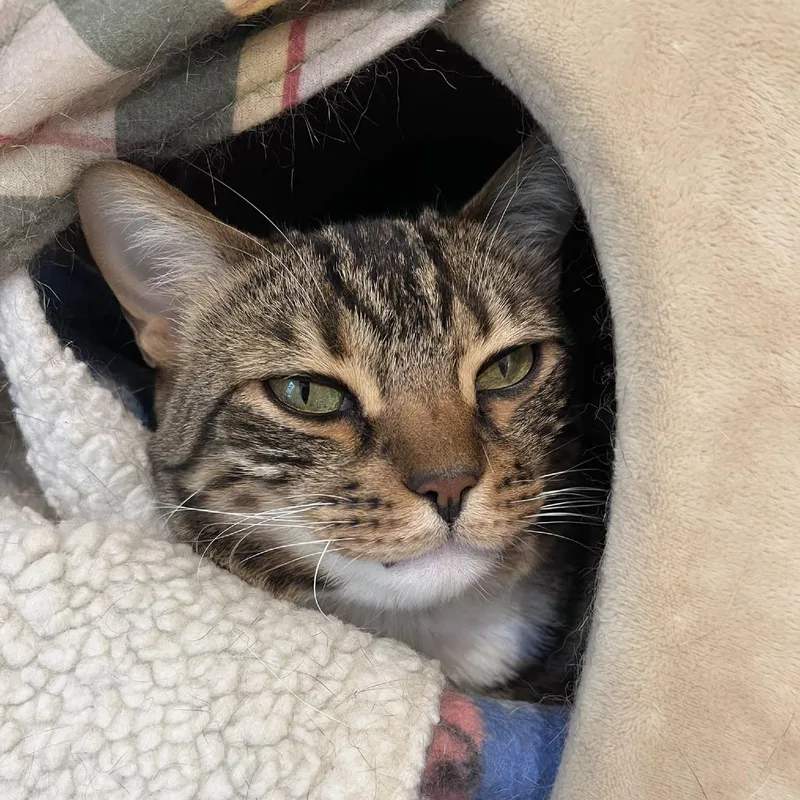 An adult large-sized male Brown / Chocolate Bengal cat named Sox for adoption in Ashland, MA