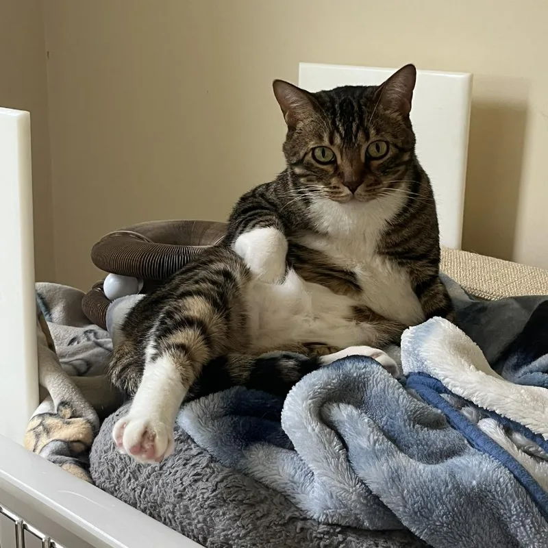 Sox thumbnail 3