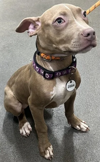 A baby small-sized female Pit Bull Terrier dog named Viola for adoption in Upper Marlboro, MD