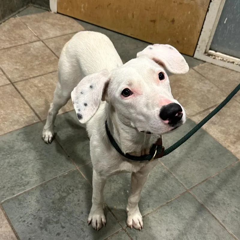 A young medium-sized female White / Cream Mixed Breed dog named Shimmy for adoption in Chattanooga, TN