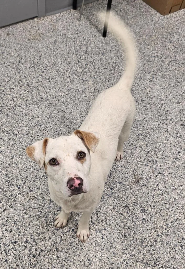 A baby small-sized male Terrier dog named River for adoption in Athens, TN