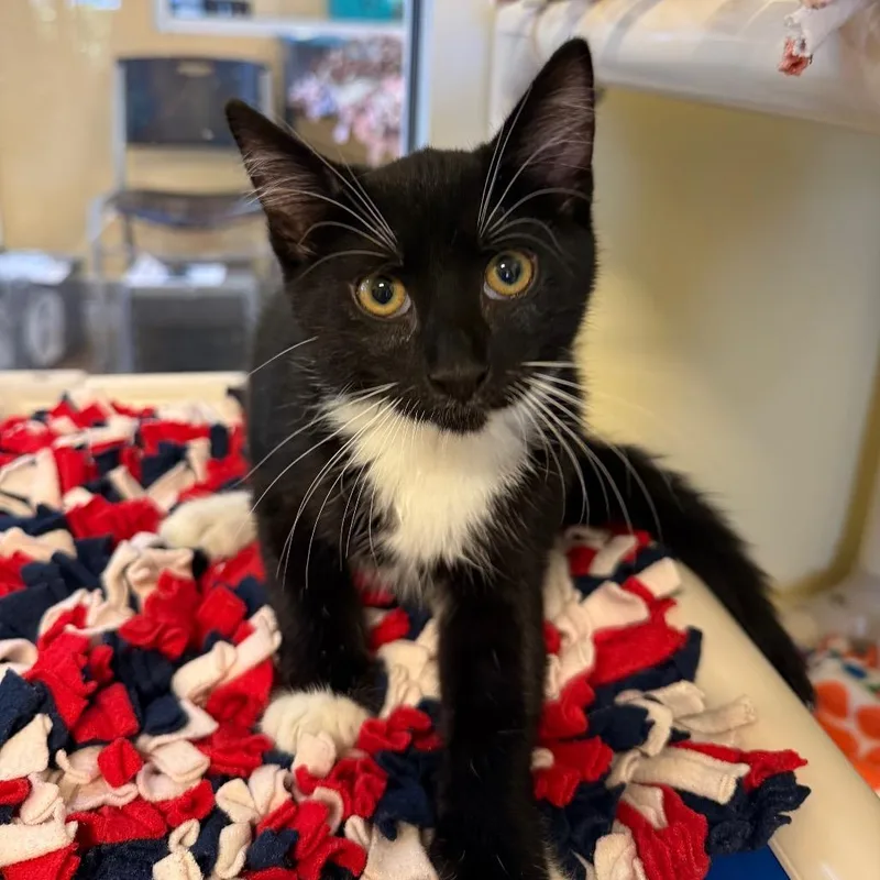 A baby small-sized male Black Domestic Short Hair cat named Diego for adoption in Naples, FL