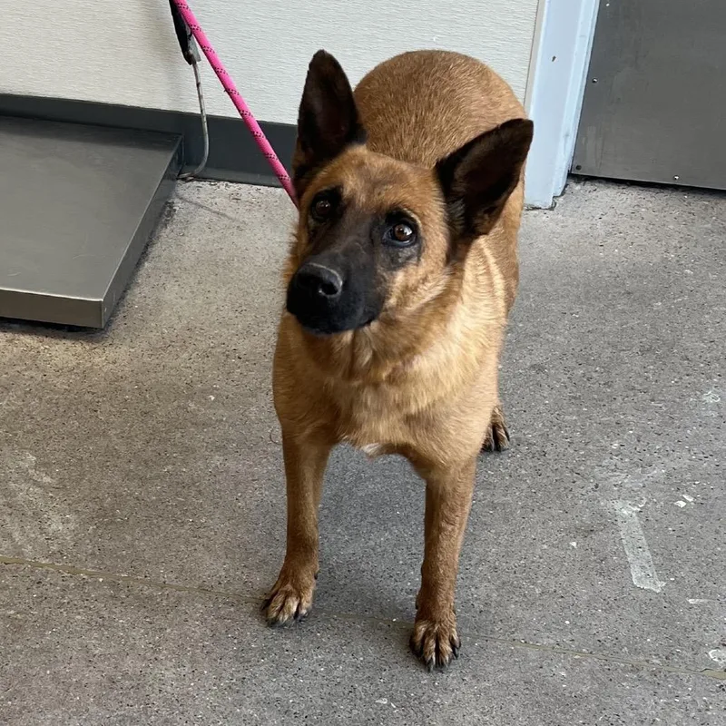 An adult small-sized male Brown / Chocolate Mixed Breed dog named Tucker for adoption in Las Cruces, NM