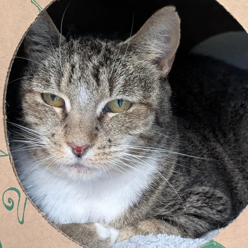 A senior small-sized female Domestic Short Hair cat named Vivian for adoption in Reno, NV
