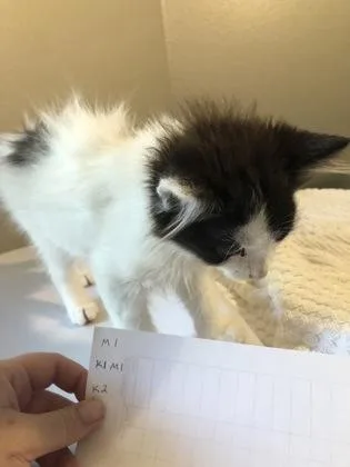 A baby small-sized female Domestic Long Hair cat named Oreo for adoption in Hillsboro, OR