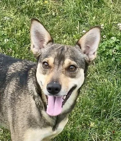 A young medium-sized female Brown / Chocolate Shepherd dog named Fe Fe for adoption in Glasgow, KY