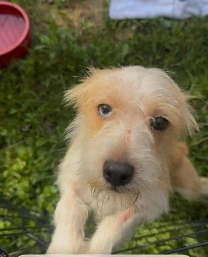 An adult small-sized male Terrier dog named Whispy for adoption in Marshall, NC