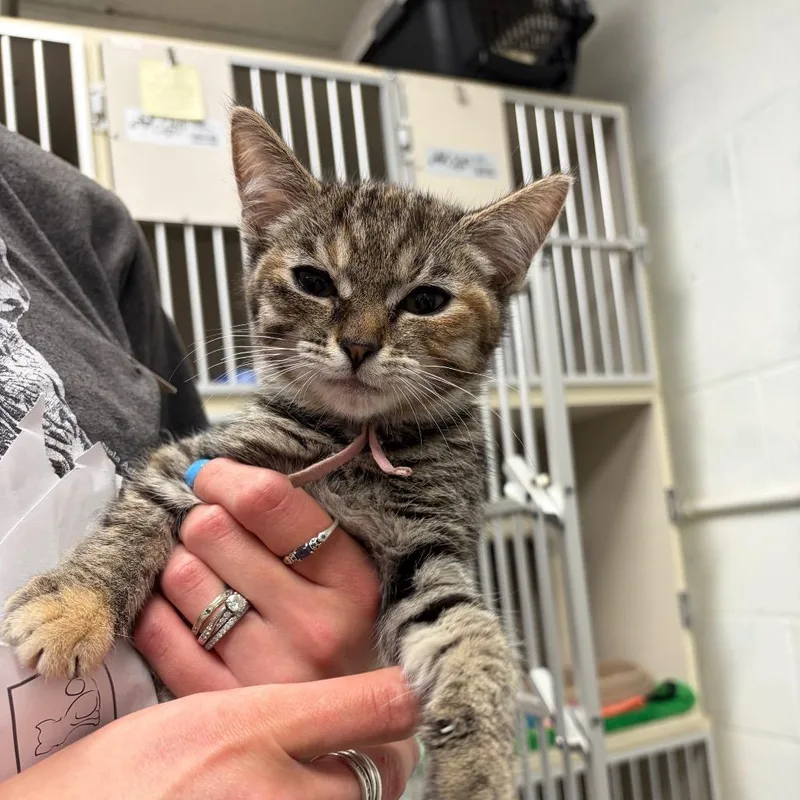 A baby small-sized female Torbie Domestic Short Hair cat named Jessie for adoption in Mentor, OH
