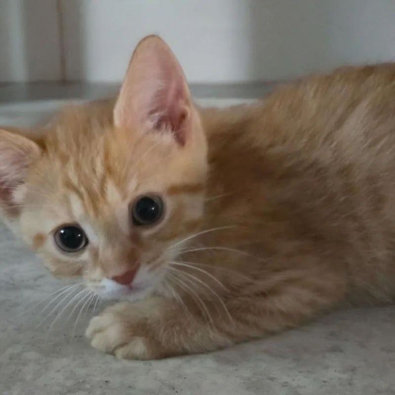 A baby small-sized male Domestic Short Hair cat named Cheezit for adoption in Clinton Township, MI