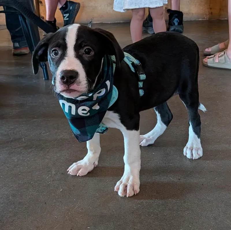 A baby medium-sized male Black Hound dog named Bomber for adoption in Lambertville, NJ