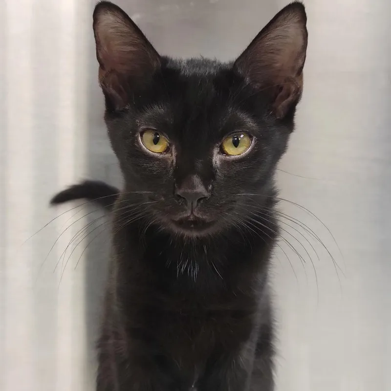 A baby medium-sized female Black Domestic Short Hair cat named Liliana for adoption in Sarasota, FL
