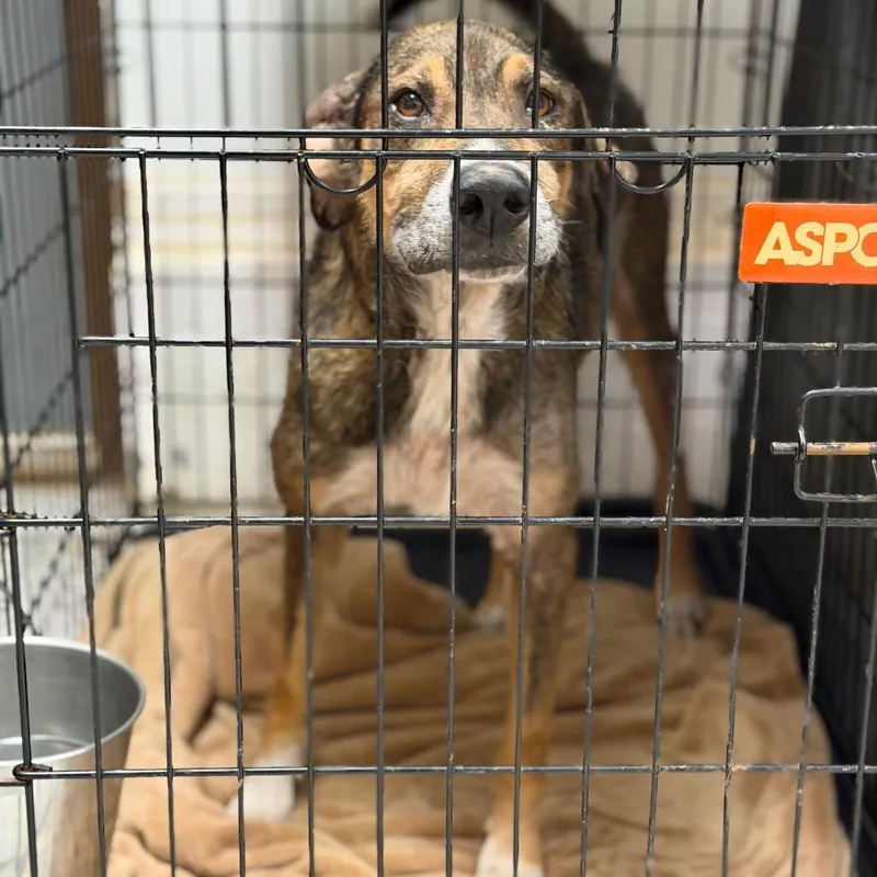 A senior medium-sized male Black Shepherd dog named Brownie for adoption in Fort Smith, AR