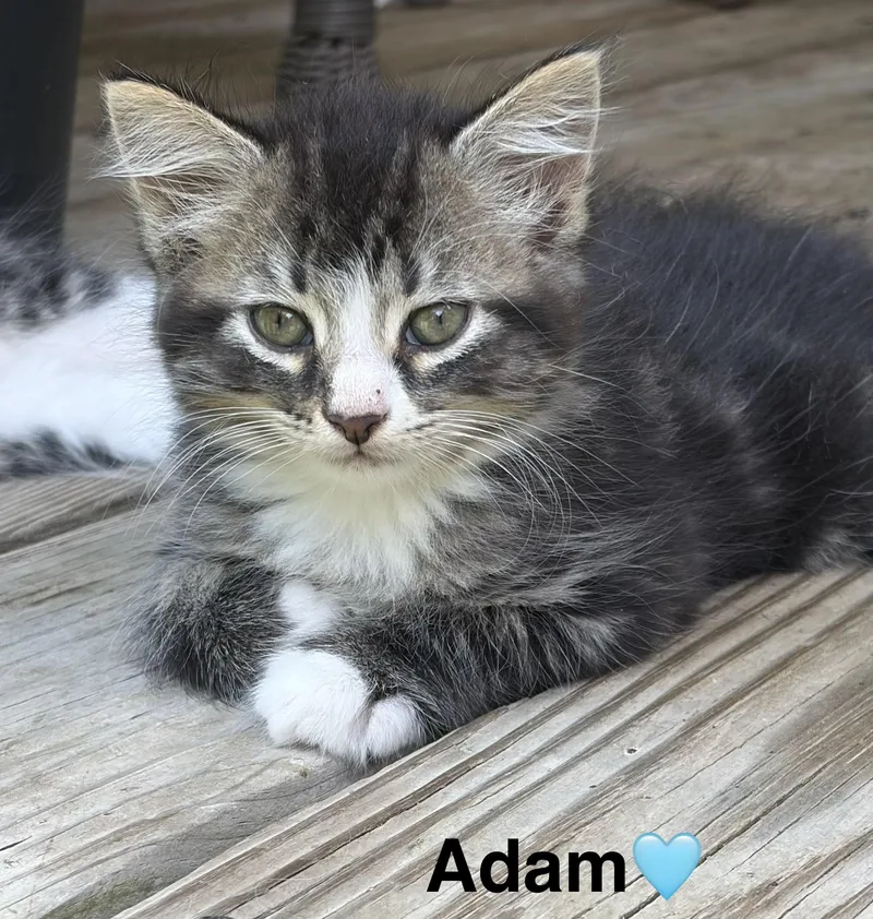 A baby small-sized male Tabby cat named Adam for adoption in Beckley, WV