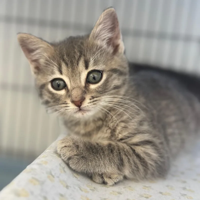 A baby small-sized female Gray / Blue / Silver Domestic Short Hair cat named Ginger for adoption in Chesapeake, VA