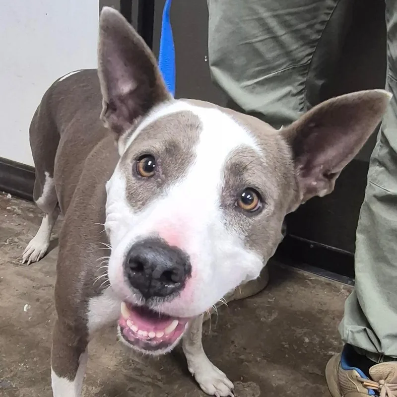 An adult medium-sized female Gray / Blue / Silver Pit Bull Terrier dog named Greyhound for adoption in Cleveland, MS