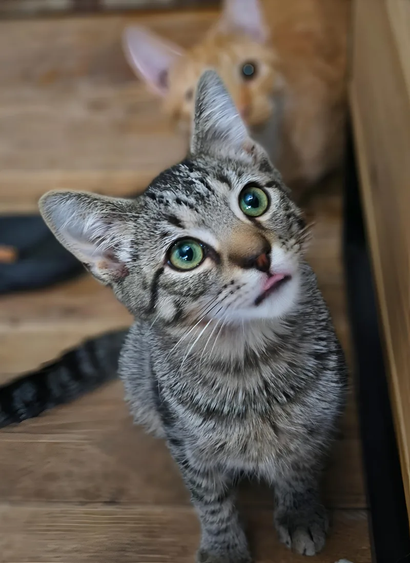 A young medium-sized male Domestic Short Hair cat named Pop for adoption in Clayton, NC