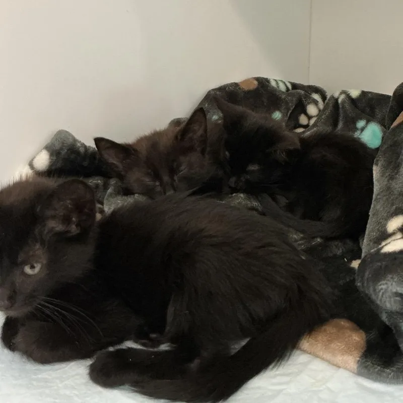 A baby small-sized female Black Domestic Short Hair cat named Kris for adoption in Elizabeth City, NC