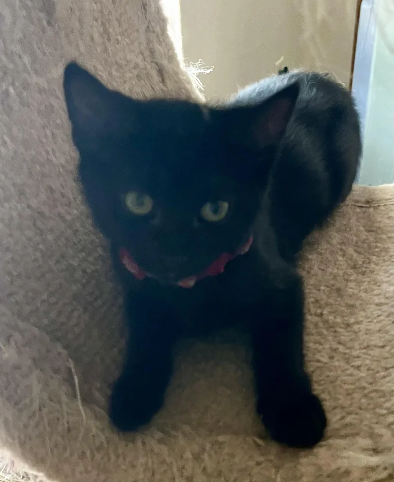 A baby medium-sized female Domestic Short Hair cat named Lily for adoption in Lancaster, CA