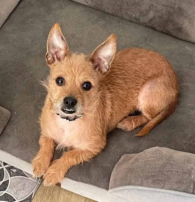 An adult small-sized female Wirehaired Terrier dog named Midge for adoption in San Jose, CA