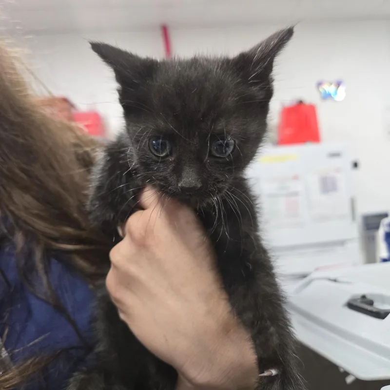 A baby small-sized male Black Domestic Short Hair cat named Damon for adoption in Newark, NJ