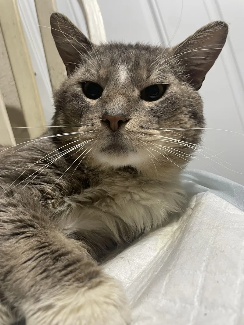 An adult extra large-sized male Manx cat named Benito for adoption in Philadelphia, PA