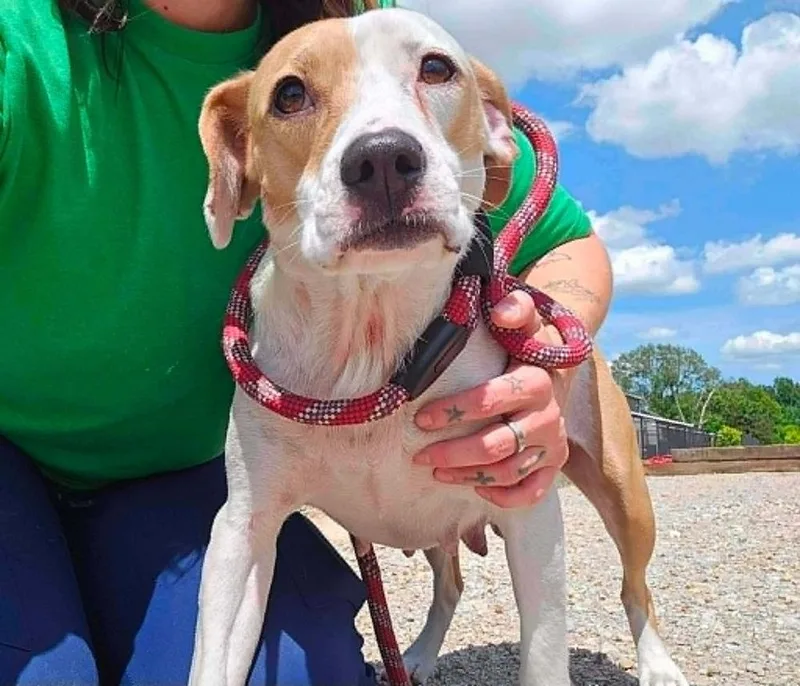 An adult medium-sized female Pit Bull Terrier dog named Queenie for adoption in Wenonah, NJ