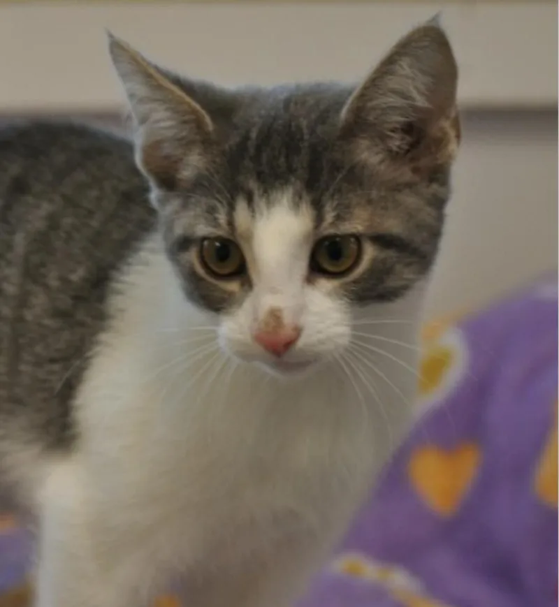 A young small-sized female Domestic Short Hair cat named Aurora for adoption in Indiana, PA
