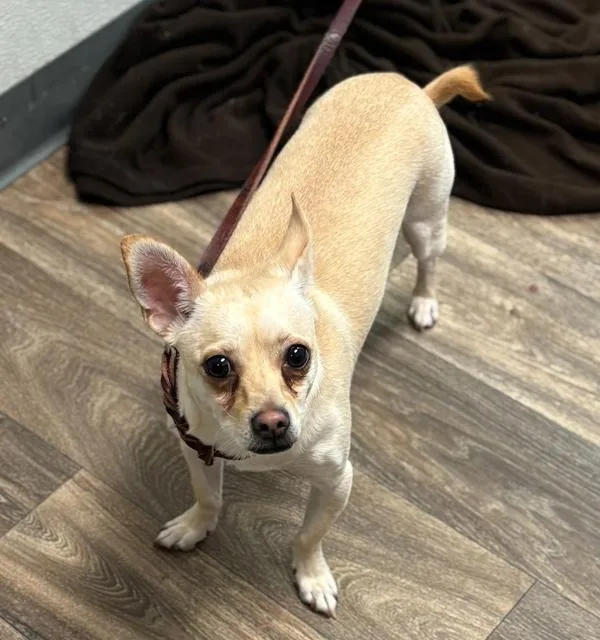 An adult small-sized male Chihuahua dog named Alex for adoption in Oceanside, CA