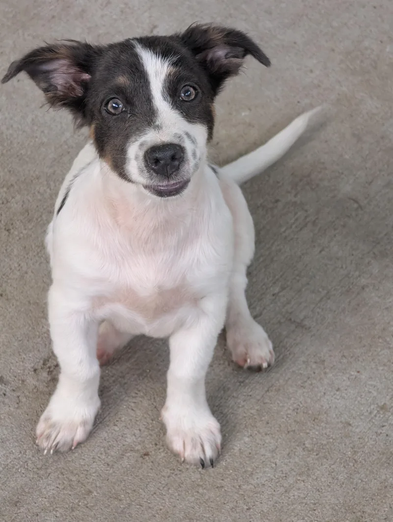 A baby small-sized female Tricolor (Brown, Black, & White) Dachshund dog named Scraps for adoption in Baton Rouge, LA