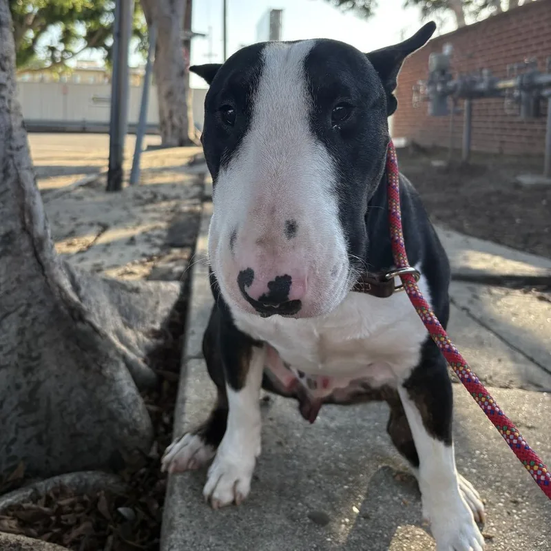 Chico